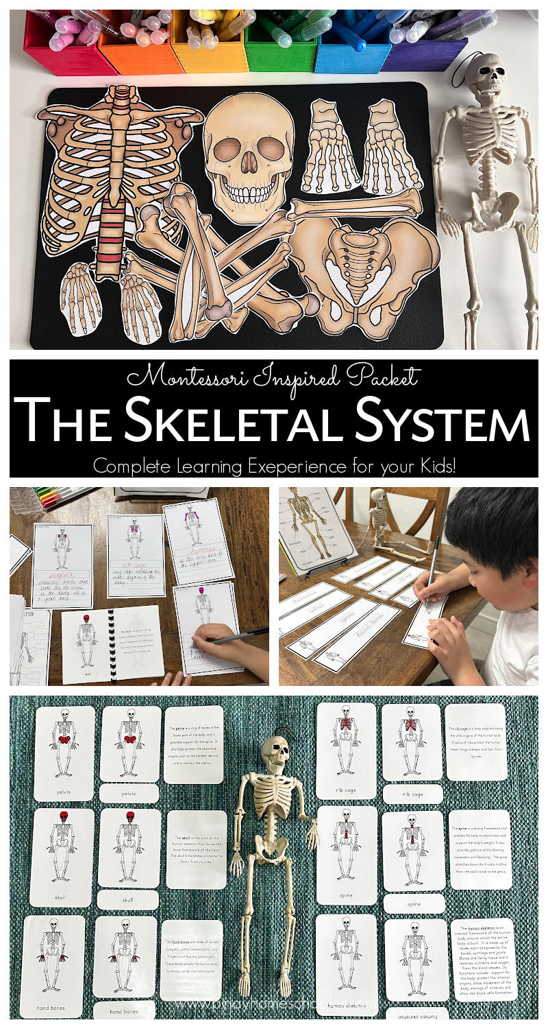 Human Skeleton Montessori 3 Part Cards