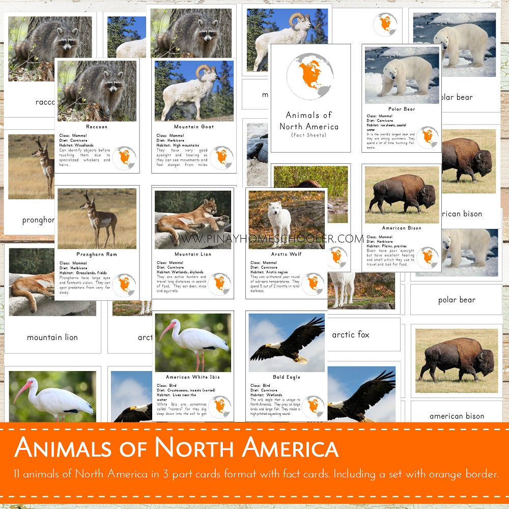 Animals of North America Montessori  3 Part Cards and Fact Cards