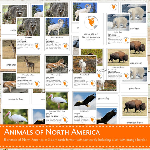 Animals of North America Montessori  3 Part Cards and Fact Cards