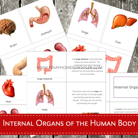 Internal Organs of the Human Body Montessori 3 Part Cards