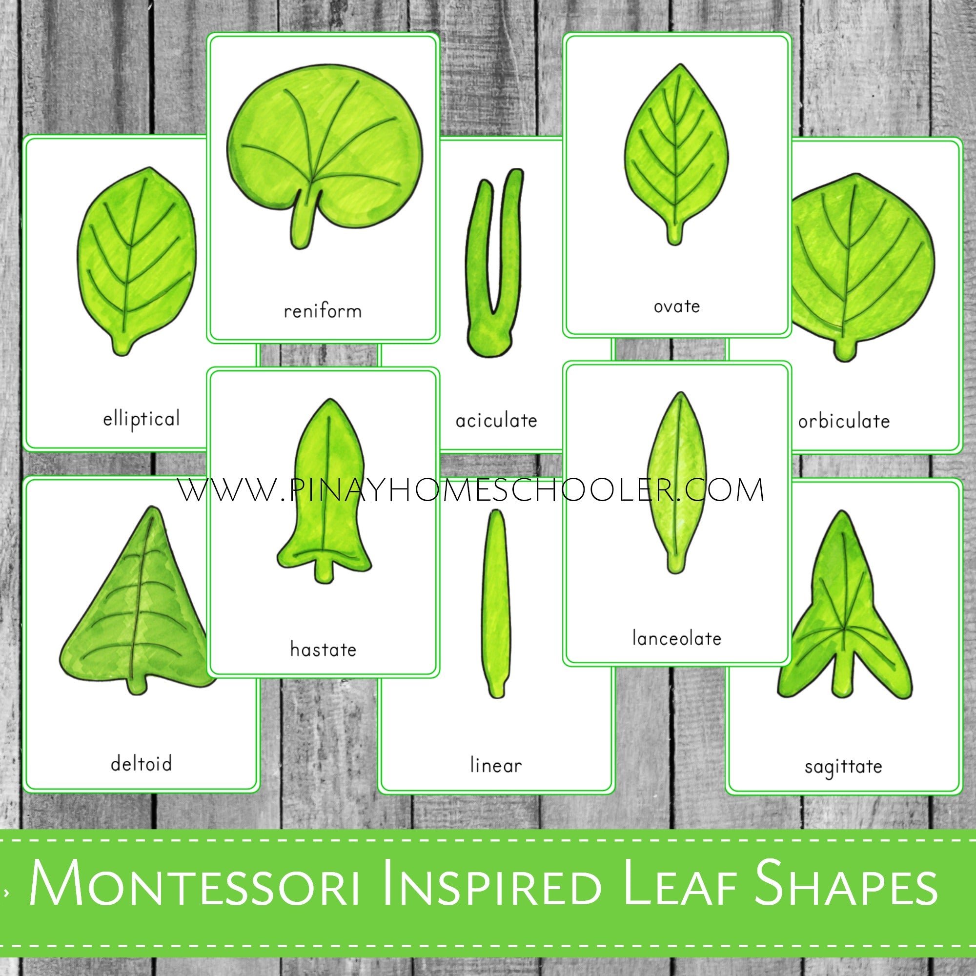 Leaf Shapes Montessori 3 Part Cards
