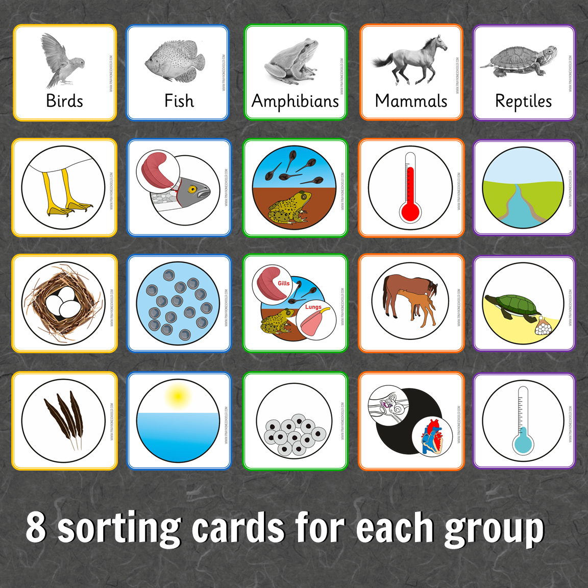 Montessori Vertebrate Characteristics Learning Pack