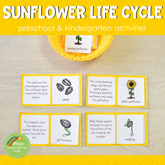 Sunflower Life Cycle Set - Preschool & Kindergarten