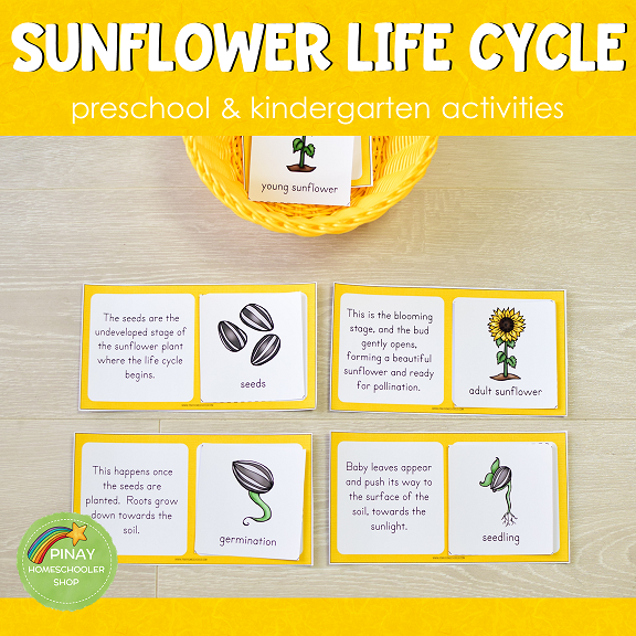 Sunflower Life Cycle Set - Montessori Inspired