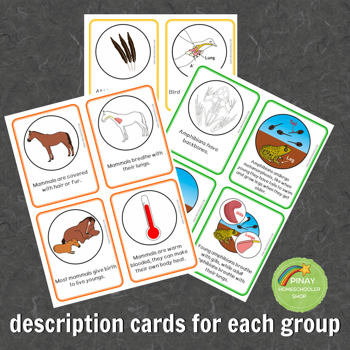 Montessori Vertebrate Characteristics Learning Pack