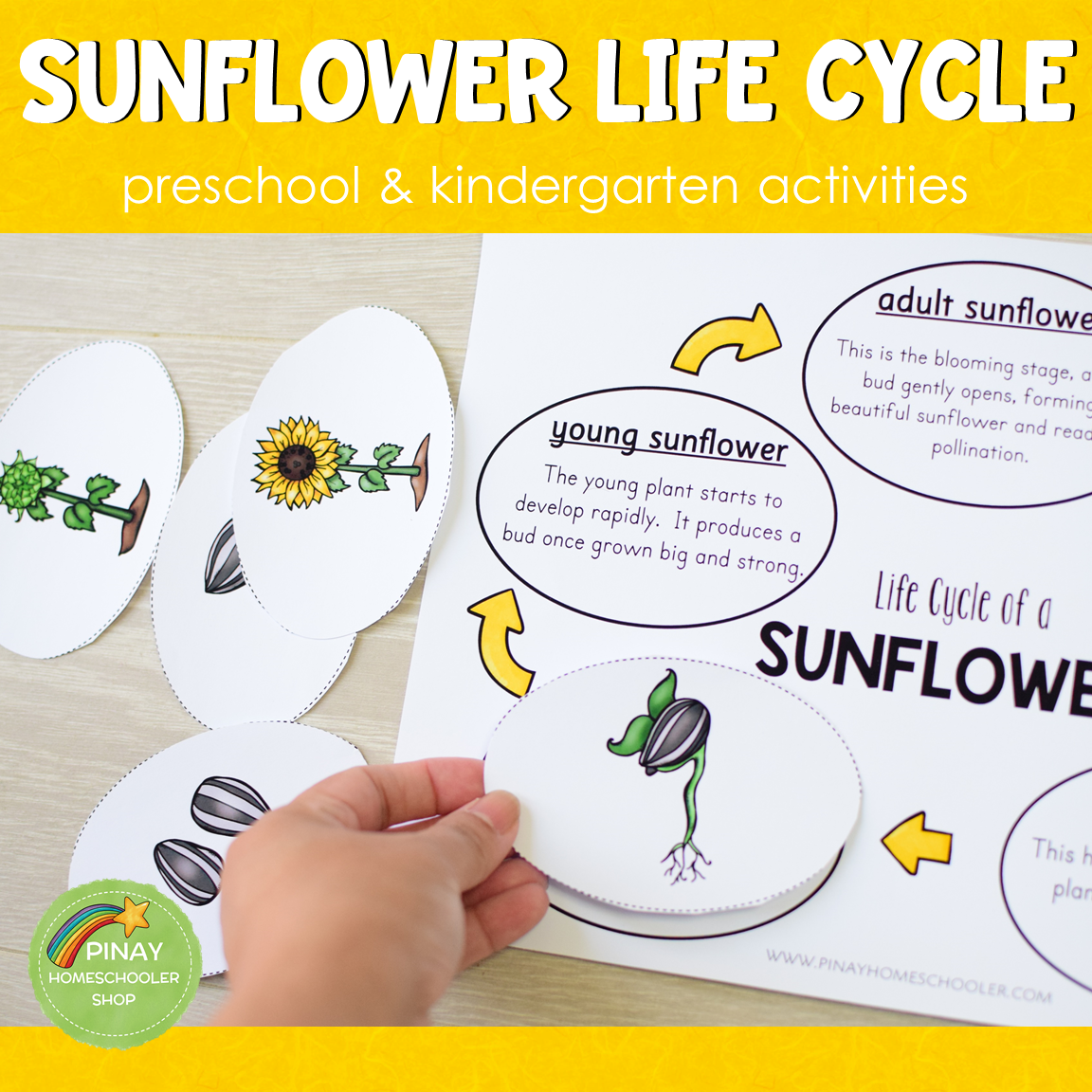 Sunflower Life Cycle Set - Montessori Inspired
