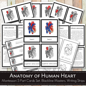 Parts of a Human Heart Learning Pack