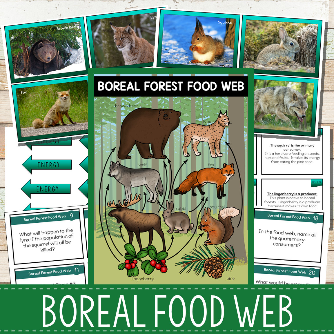 Boreal Forest Biome Food Web and Food Chains Learning Pack