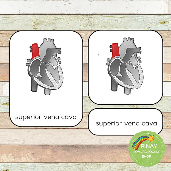 Parts of a Human Heart Learning Pack