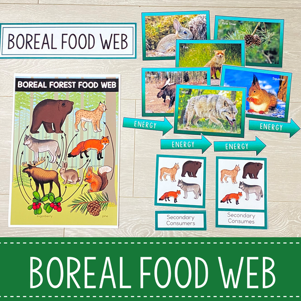 Boreal Forest Biome Food Web and Food Chains Learning Pack