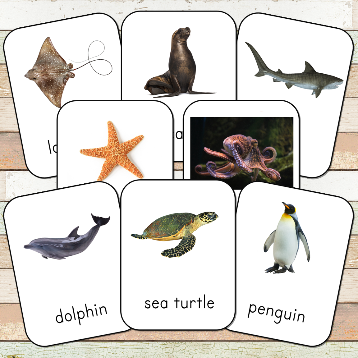 Montessori Ocean Toob 3 Part Cards [EDITABLE]