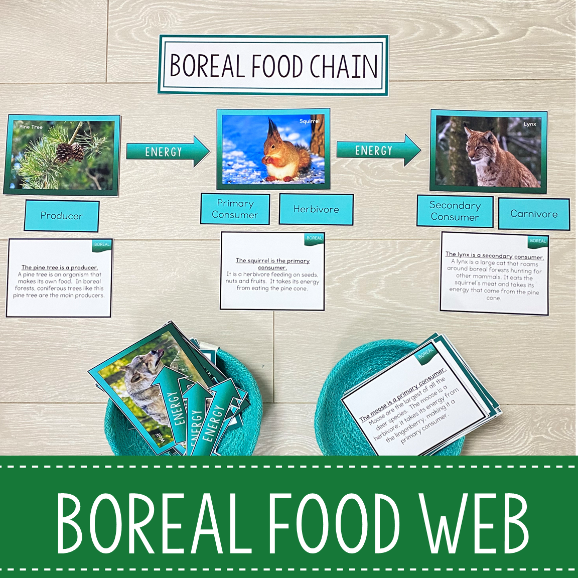Boreal Forest Biome Food Web and Food Chains Learning Pack