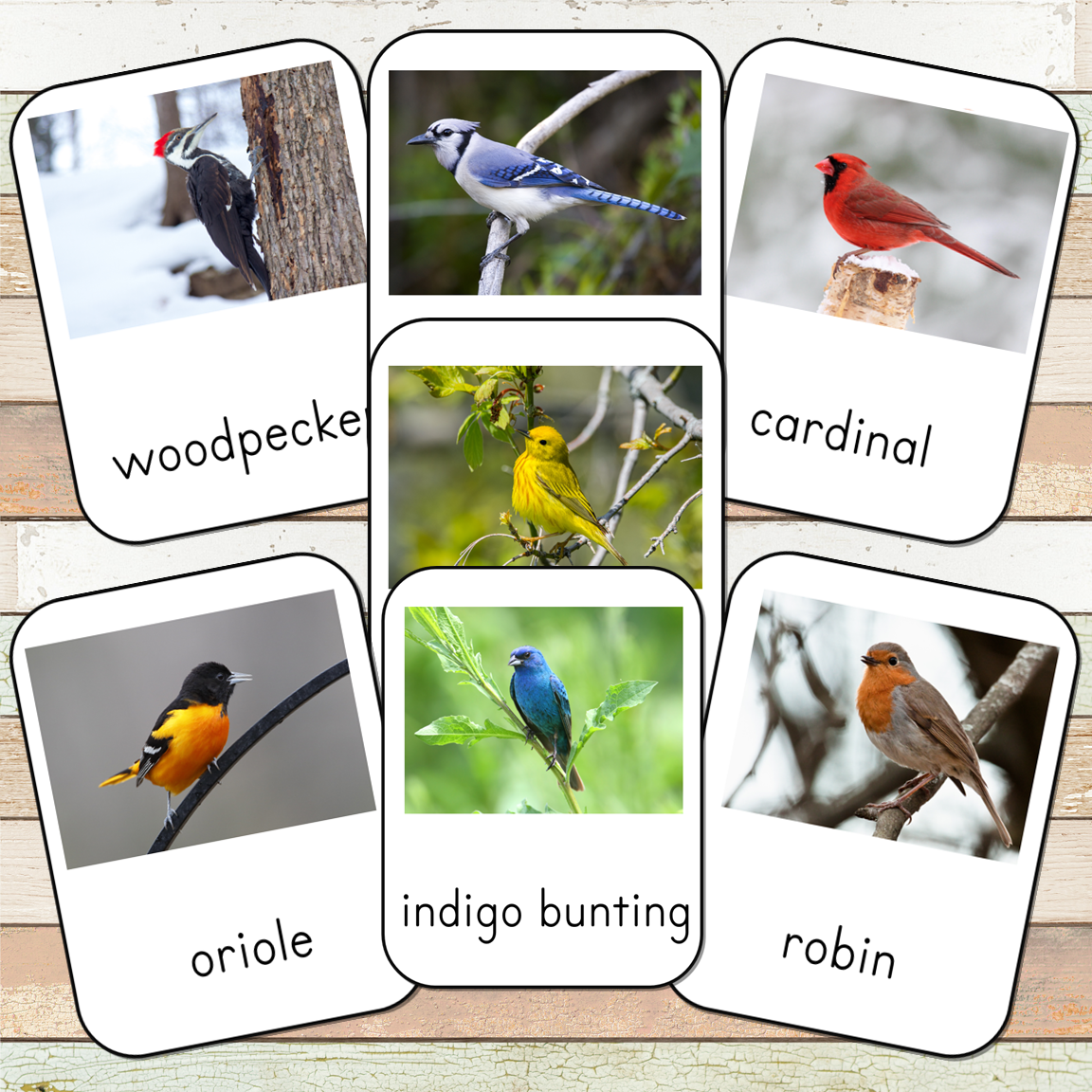 Montessori Backyard Birds 3 Part Cards