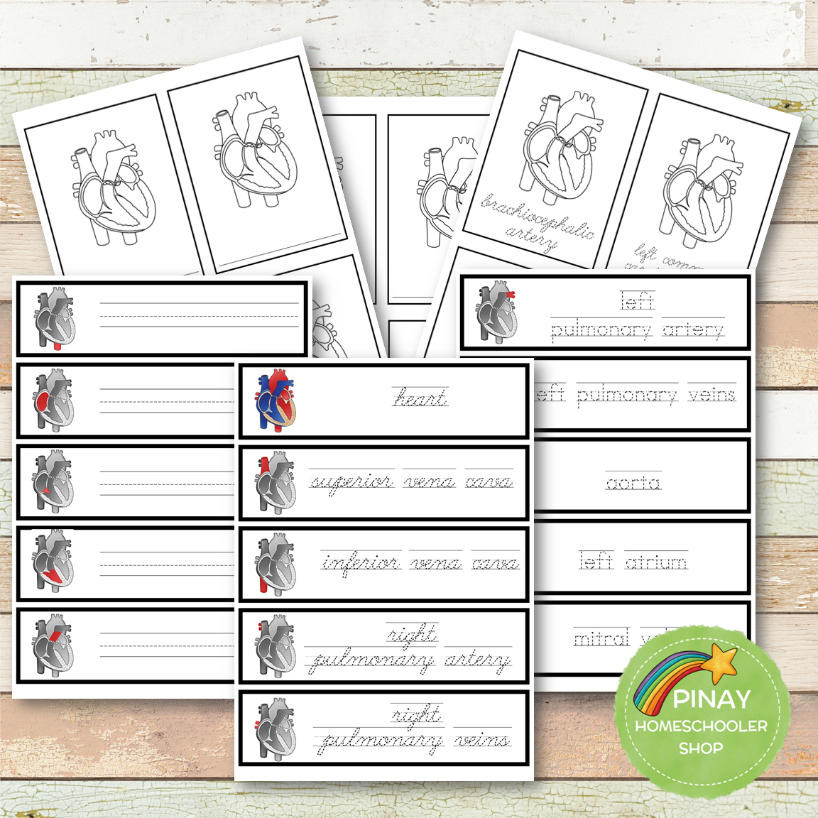 Parts of a Human Heart Learning Pack