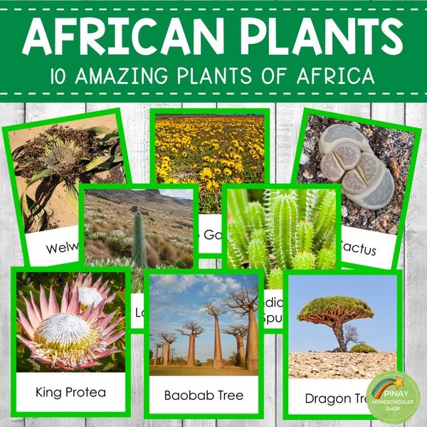 Plants of Africa Montessori 3 Part Cards