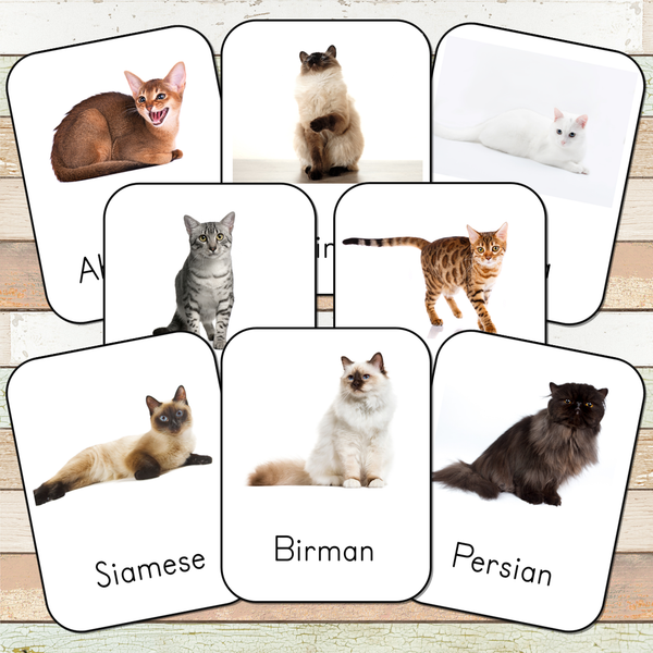 Montessori Cats Toob 3 Part Cards