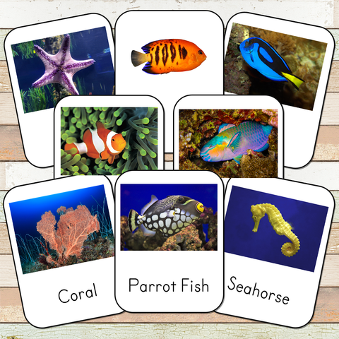 Montessori Coral Reef Toob 3 Part Cards [EDITABLE]