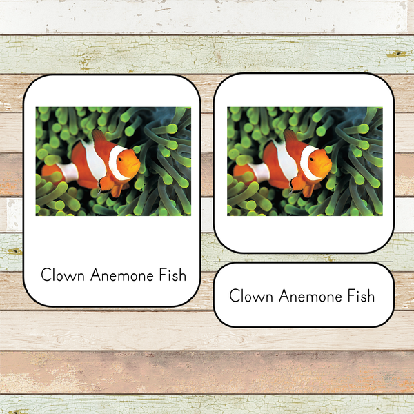 Montessori Coral Reef Toob 3 Part Cards [EDITABLE]