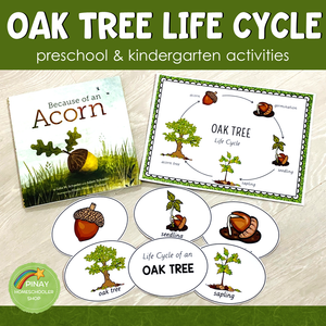 Oak Tree Life Cycle Set - Preschool & Kindergarten