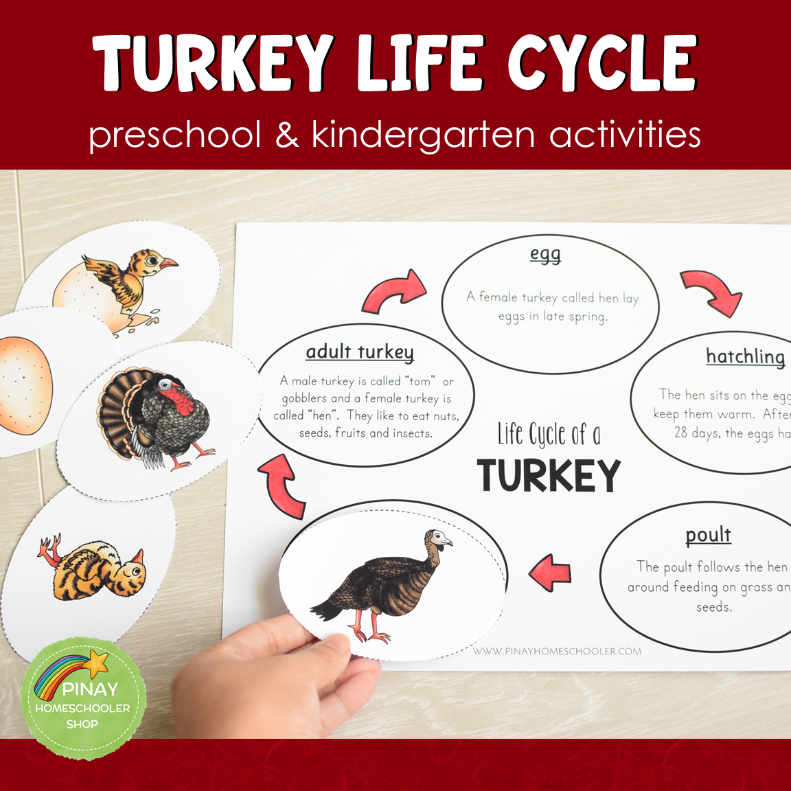 Turkey Life Cycle Montessori Inspired