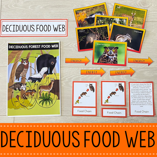 Deciduous Forest Biome Food Web and Food Chains Learning Pack