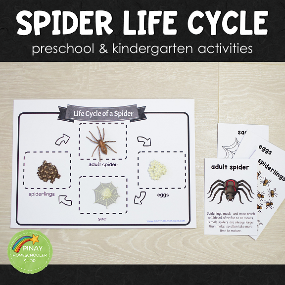 Spider Life Cycle Montessori Inspired