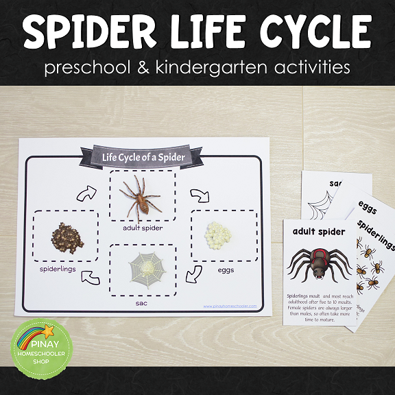 Spider Life Cycle Set - Preschool & Kindergarten