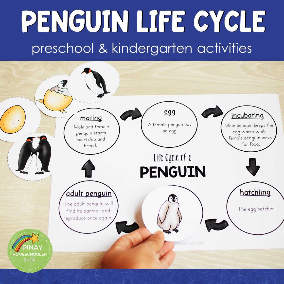 Penguin Life Cycle - Montessori Inspired
