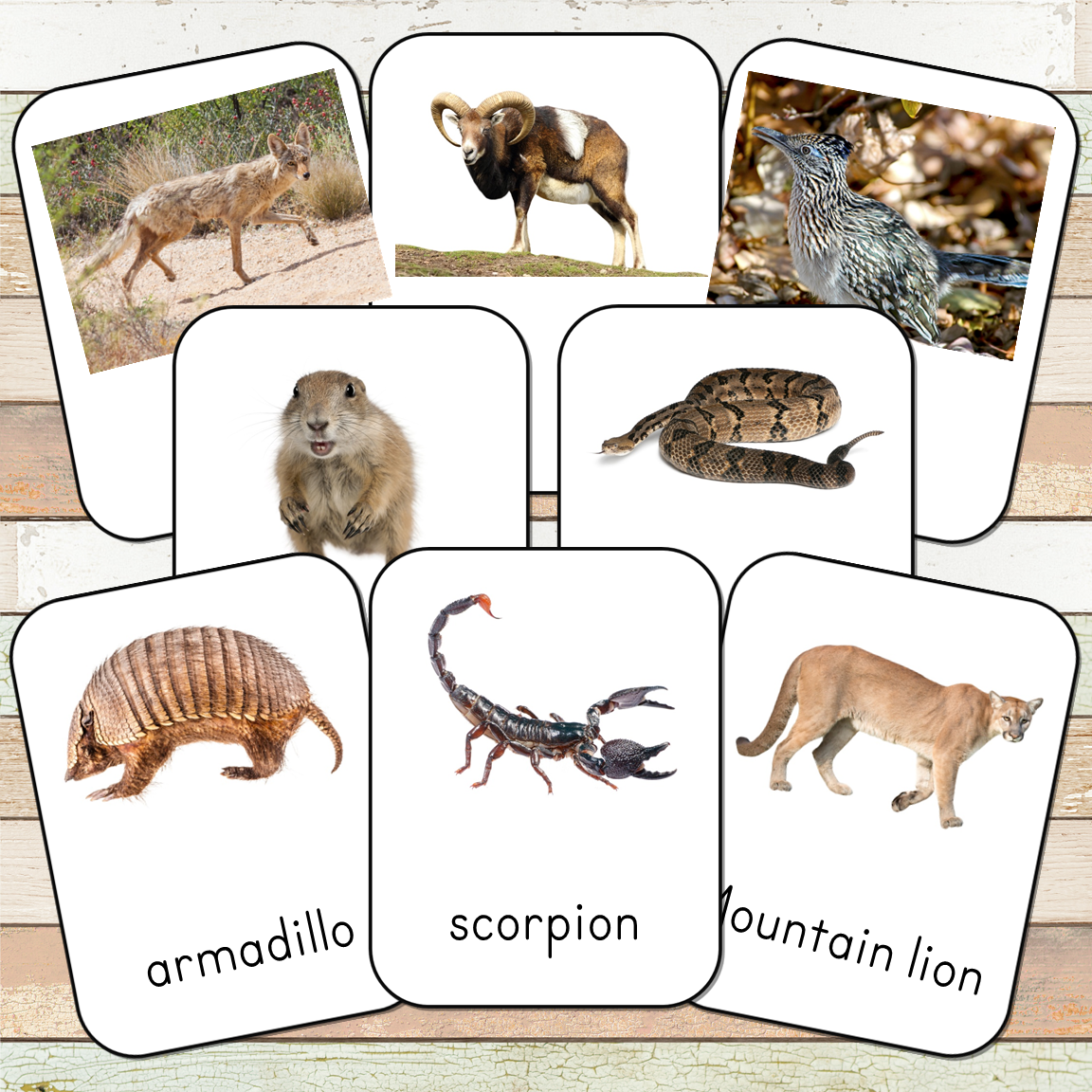 Montessori Desert Animals Toob 3 Part Cards