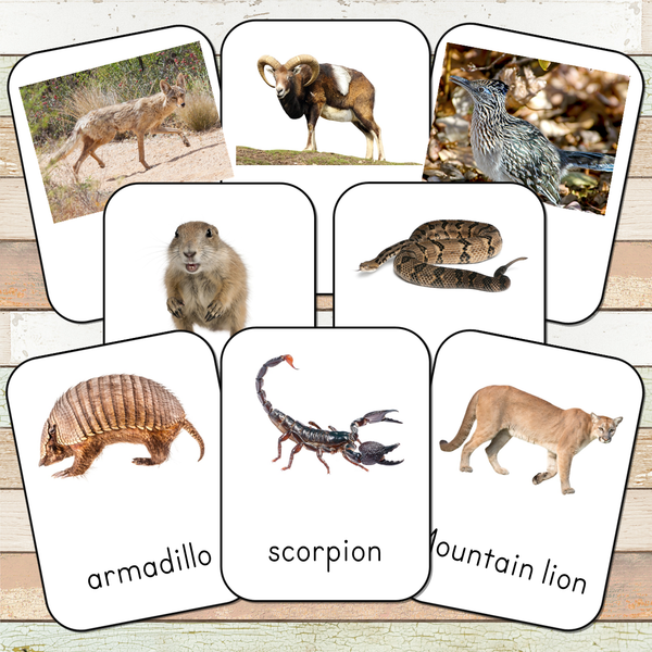 Montessori Desert Animals Toob 3 Part Cards