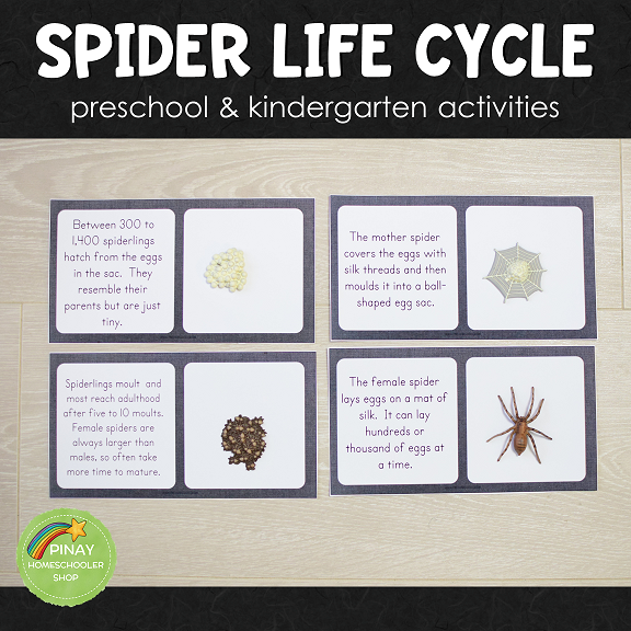 Spider Life Cycle Set - Preschool & Kindergarten
