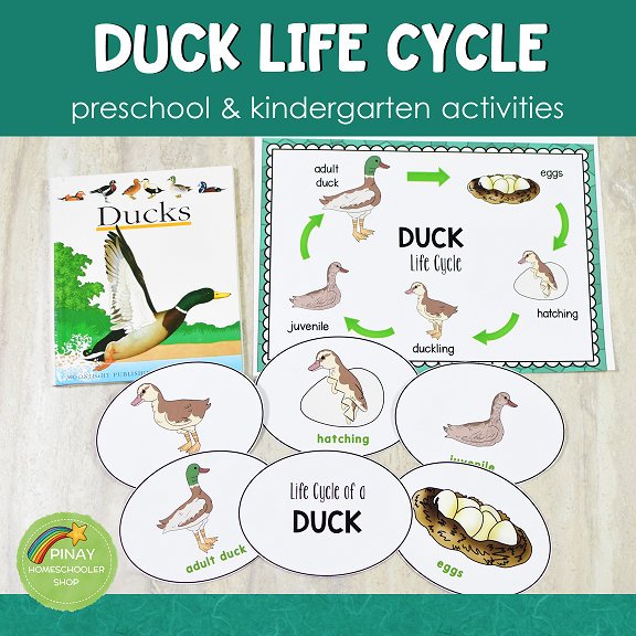 Duck Life Cycle Activity Set