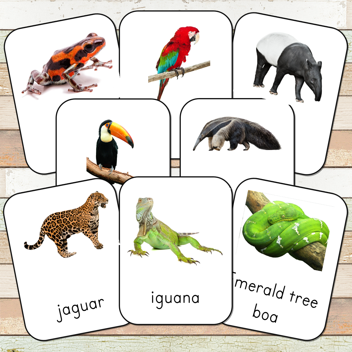 Montessori Rainforest Toob 3 Part Cards [EDITABLE]