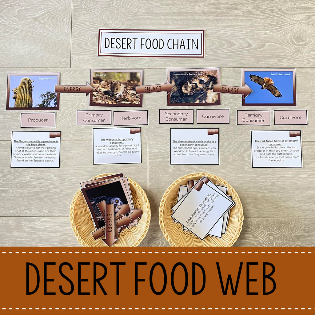 Desert Food Webs Biology Diagrams