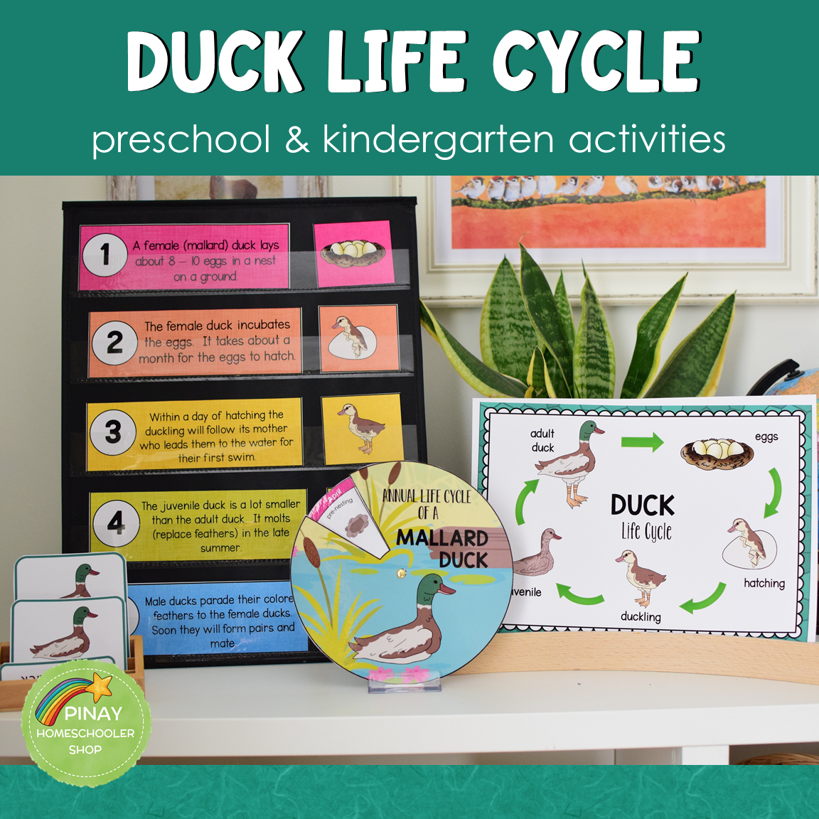 Duck Life Cycle Montessori Inspired