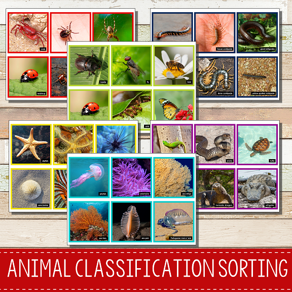 Animal Classification Sorting Activity - Animal Kingdom