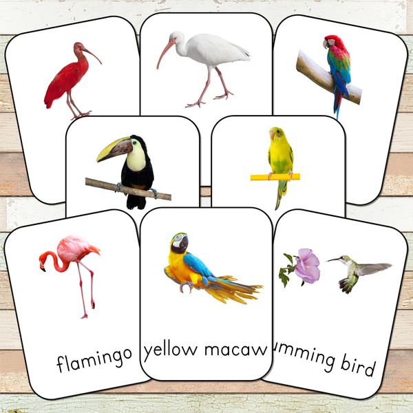 Montessori Exotic Birds Toob 3 Part Cards