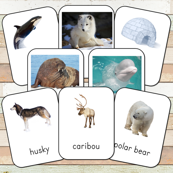 Montessori Arctic Toob 3 Part Cards