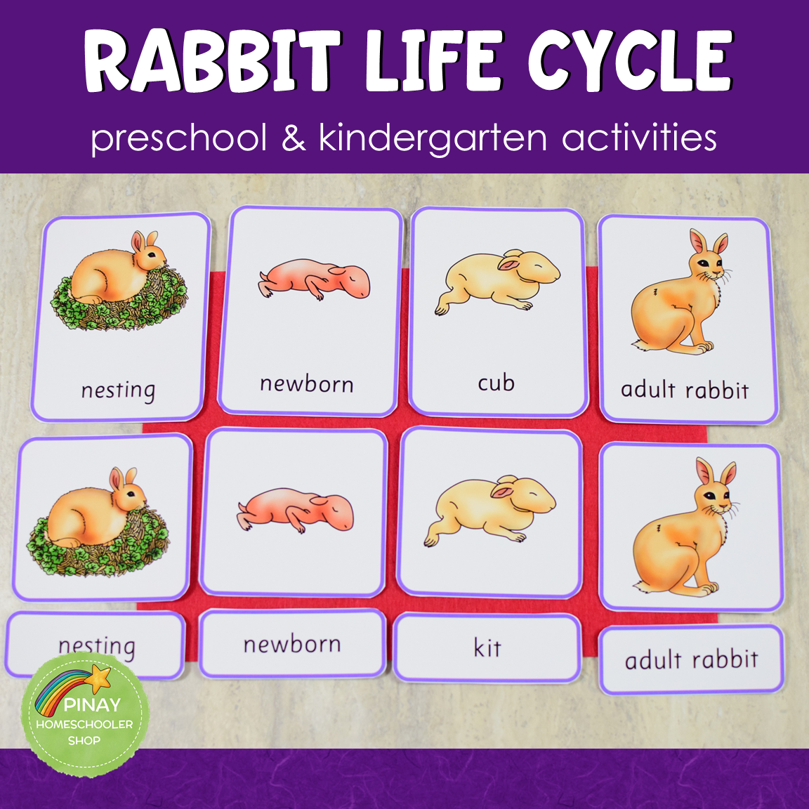 Rabbit Life Cycle Stages