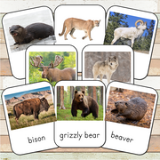 Montessori North America Toob 3 Part Cards