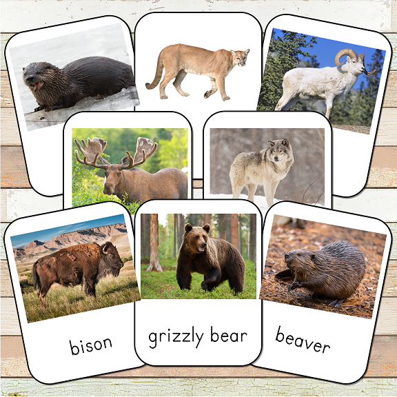 Montessori North America Toob 3 Part Cards