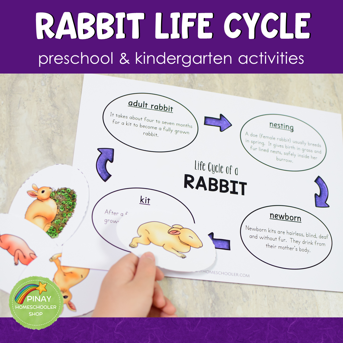 Rabbit Life Cycle Activity Set