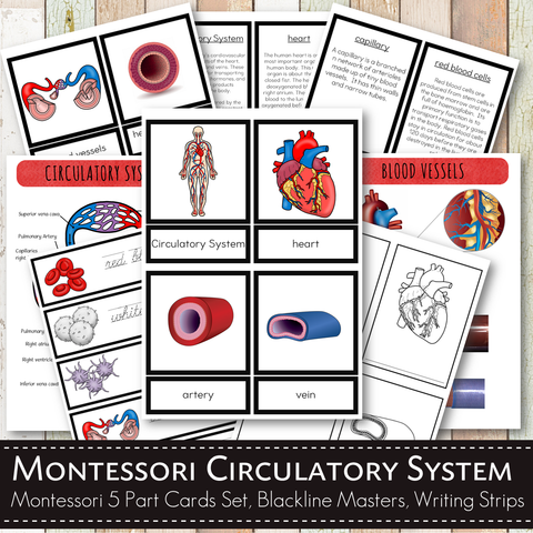 Circulatory System Montessori Learning Pack