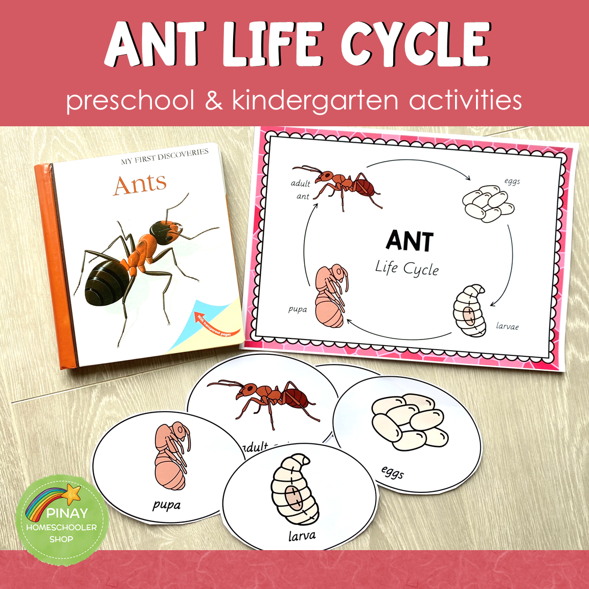 Ant Life Cycle Activity Set