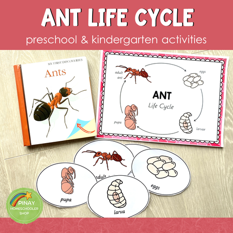 Ant Life Cycle Activity Set