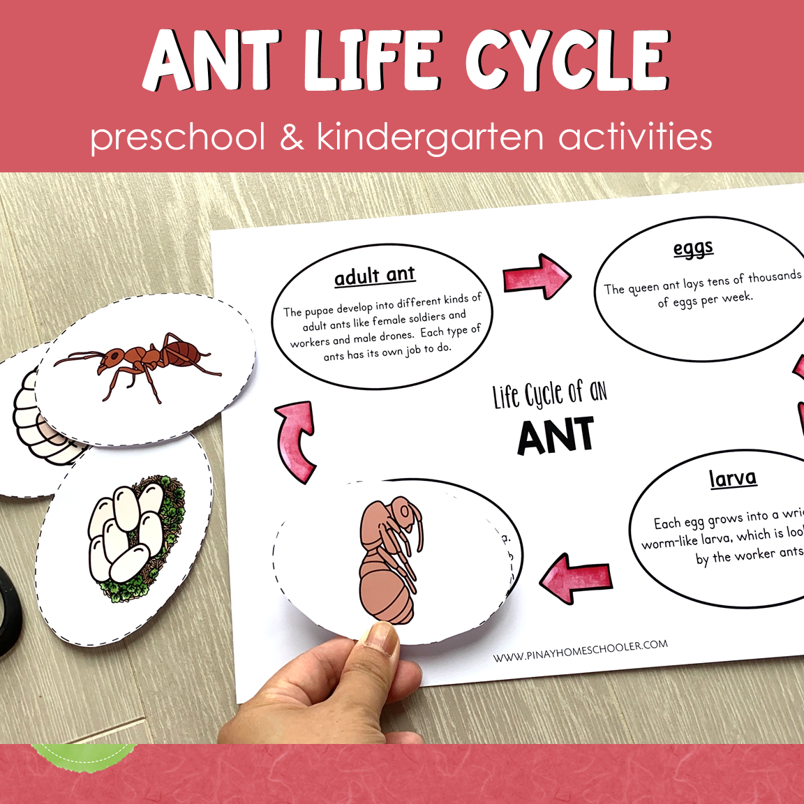 Ant Life Cycle Montessori Inspired