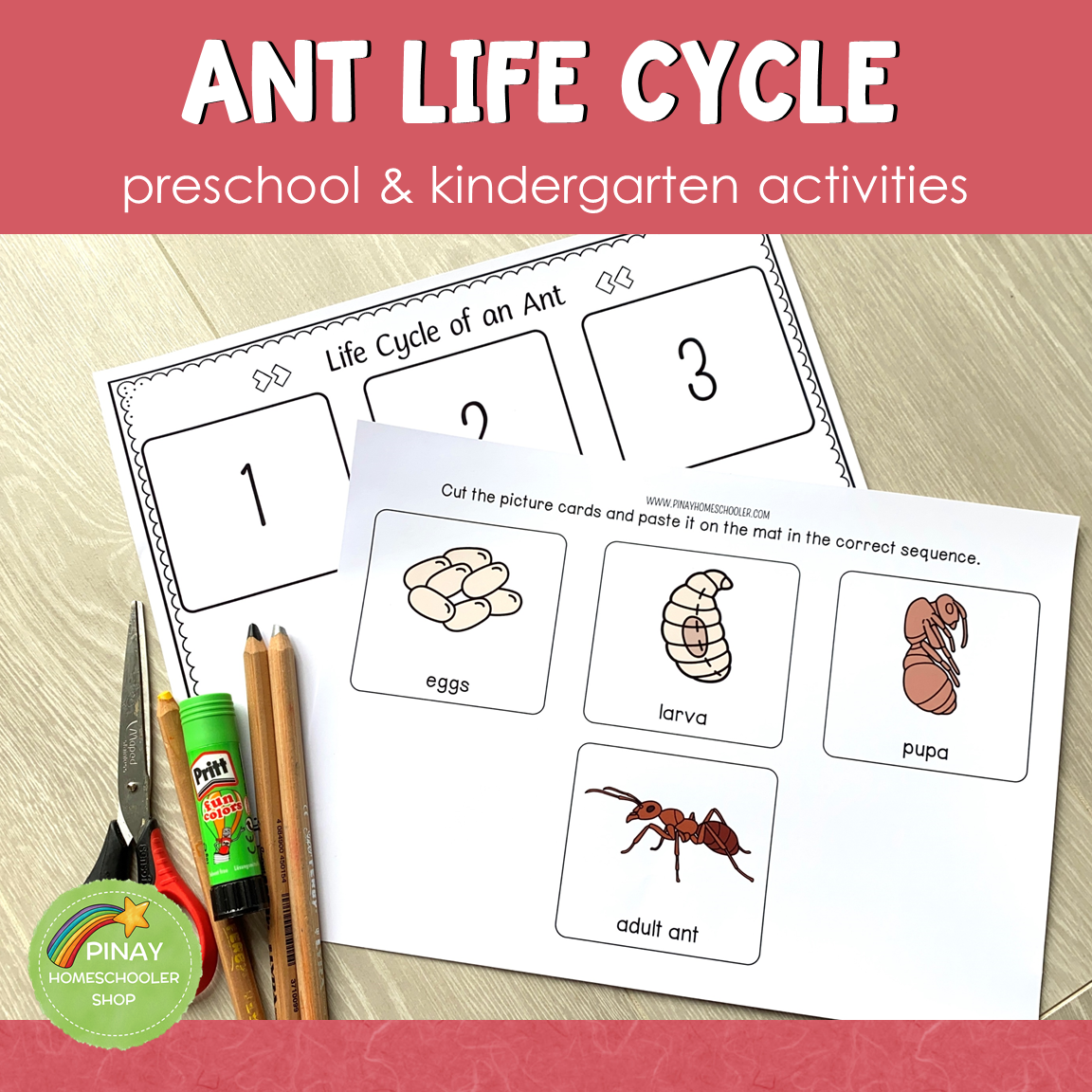 Ant Life Cycle Montessori Inspired