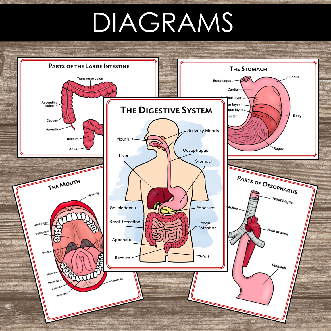 Digestive System Project Google Montessori Inspired Digestive System Learning Packet – Pinay ...