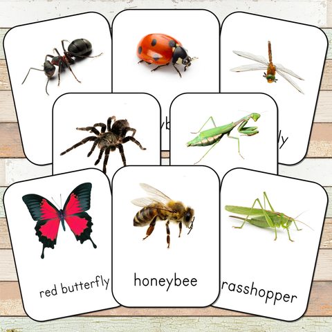 Montessori Insect 3 Part Cards [EDITABLE]