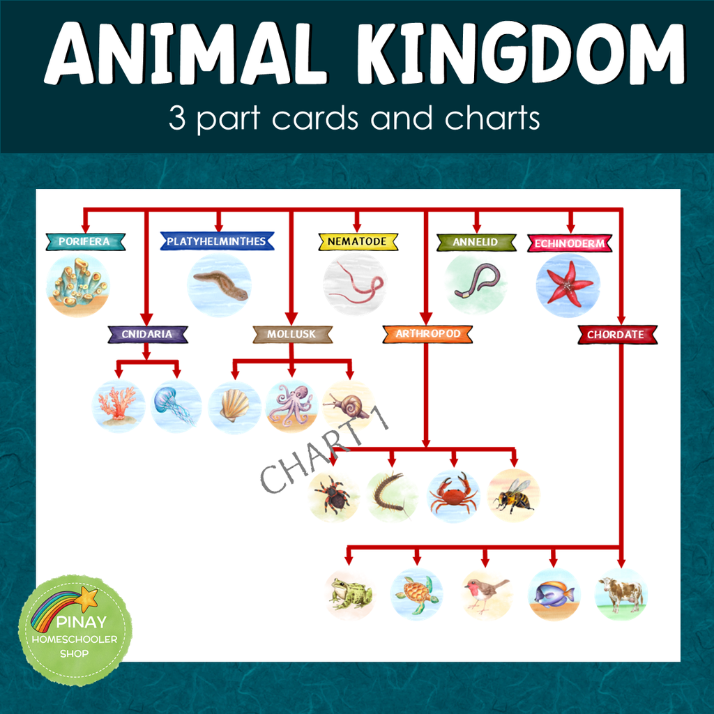 Animalia Kingdom Chart